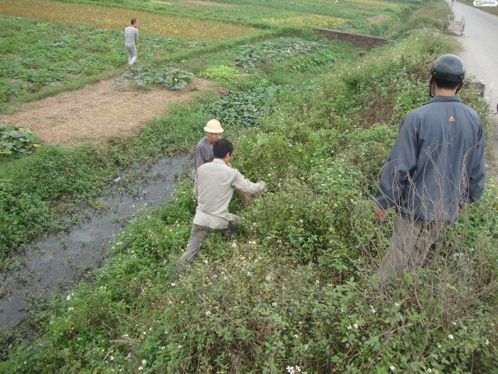 Tổ chức vây bắt, không cho chuột có đường lui.